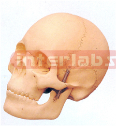 HUMAN SKULL, ARTIFICIAL